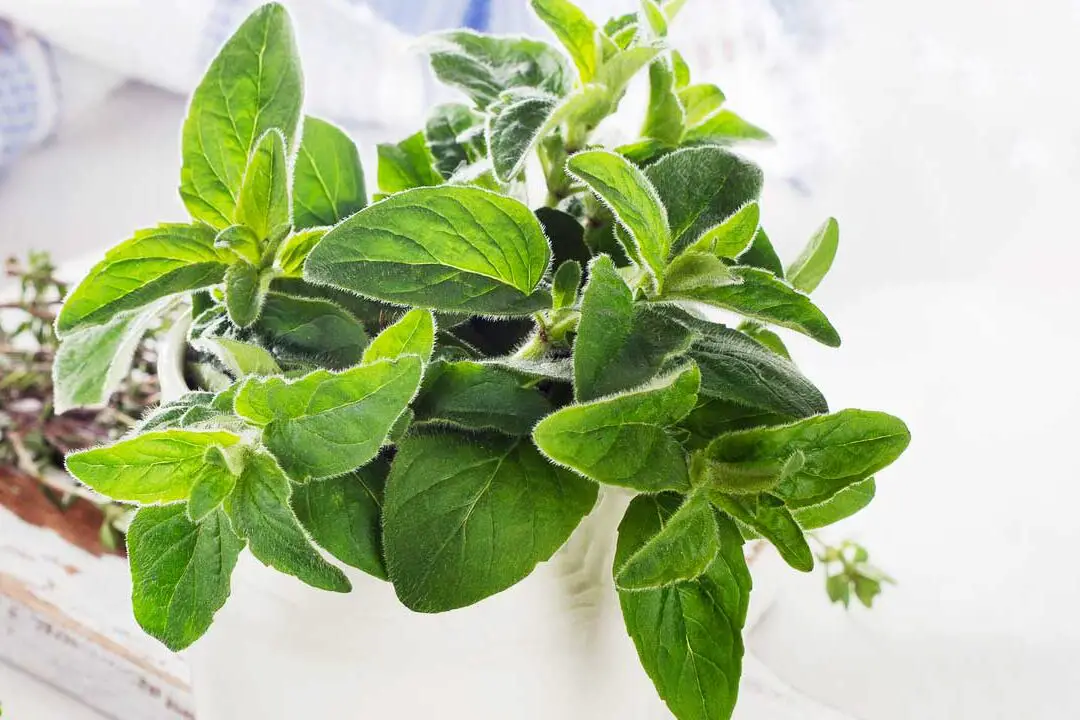 Cómo cultivar orégano a partir de esquejes - The Kitchen Herbs