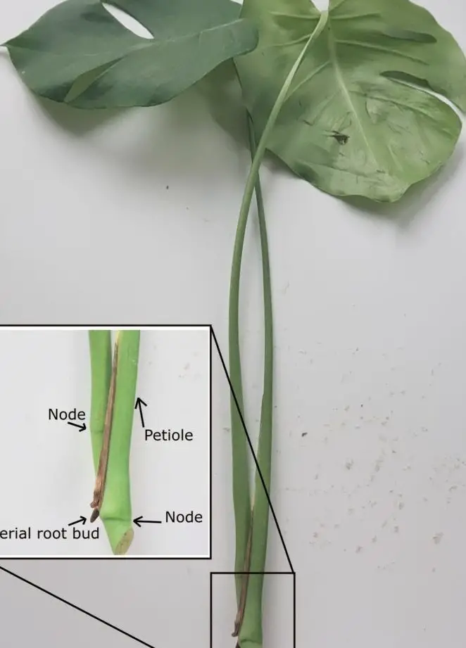 Cómo propagar Monstera: guía paso a paso (con imágenes)