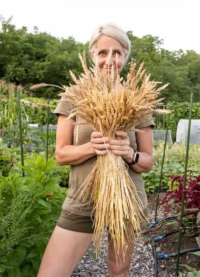 Cómo cultivar y cosechar trigo a pequeña escala.