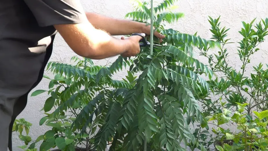 Propagación, poda, trasplante y cosecha de plantas de hoja de curry