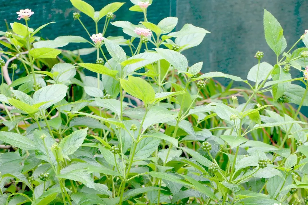 Planta de lantana de las Indias Occidentales, flor de verbena: cómo cuidar y cultivar ...