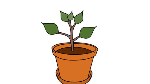Cómo cultivar un manzano a partir de una semilla (con imágenes) - wikiHow
