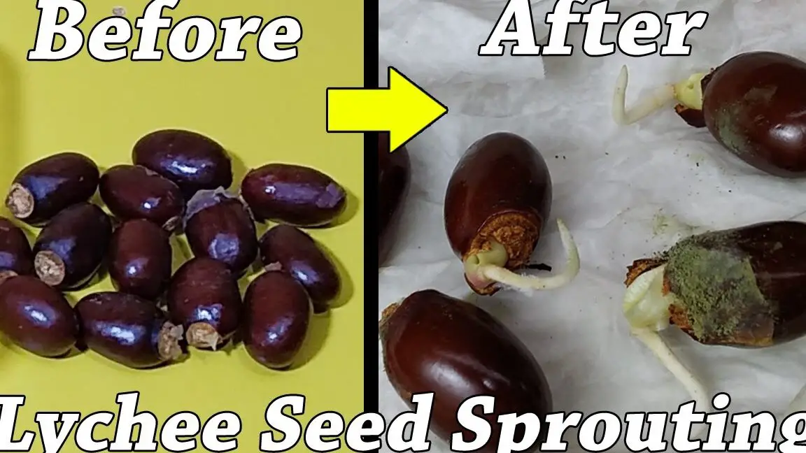 Cómo cultivar una planta de lichi a partir de semillas - cómo cultivar una planta de lichi a partir de semillas