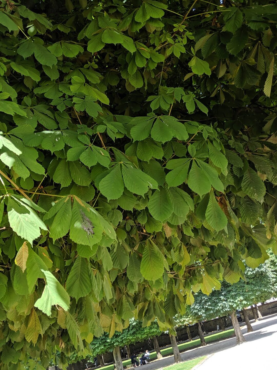 Cultivo de árboles de aguacate y cosecha de castaños |