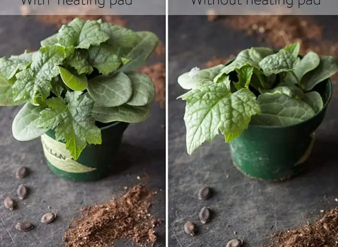Cómo cultivar una esponja de Luffa con éxito.