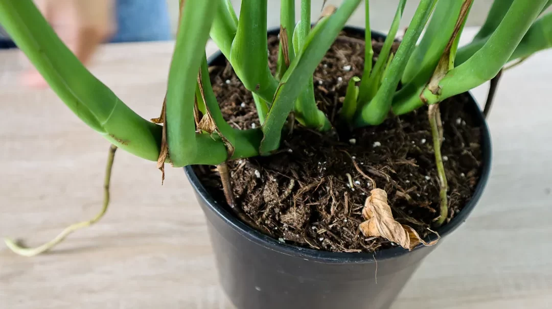 Cómo propagar Monstera: 3 formas diferentes