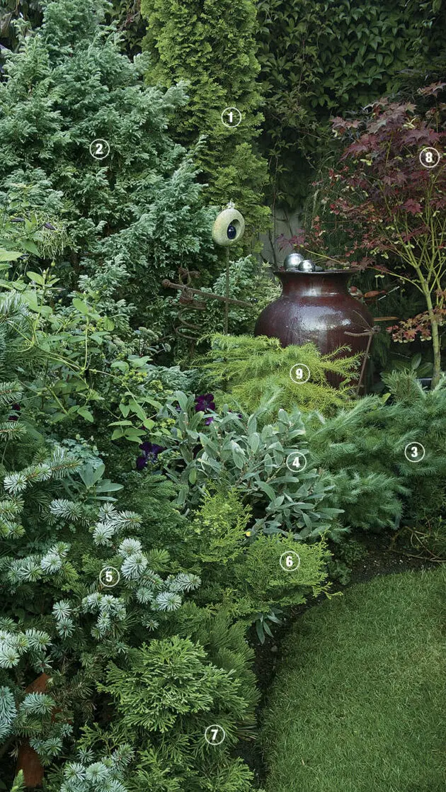 Las coníferas deberían ser lo primero: jardinería fina