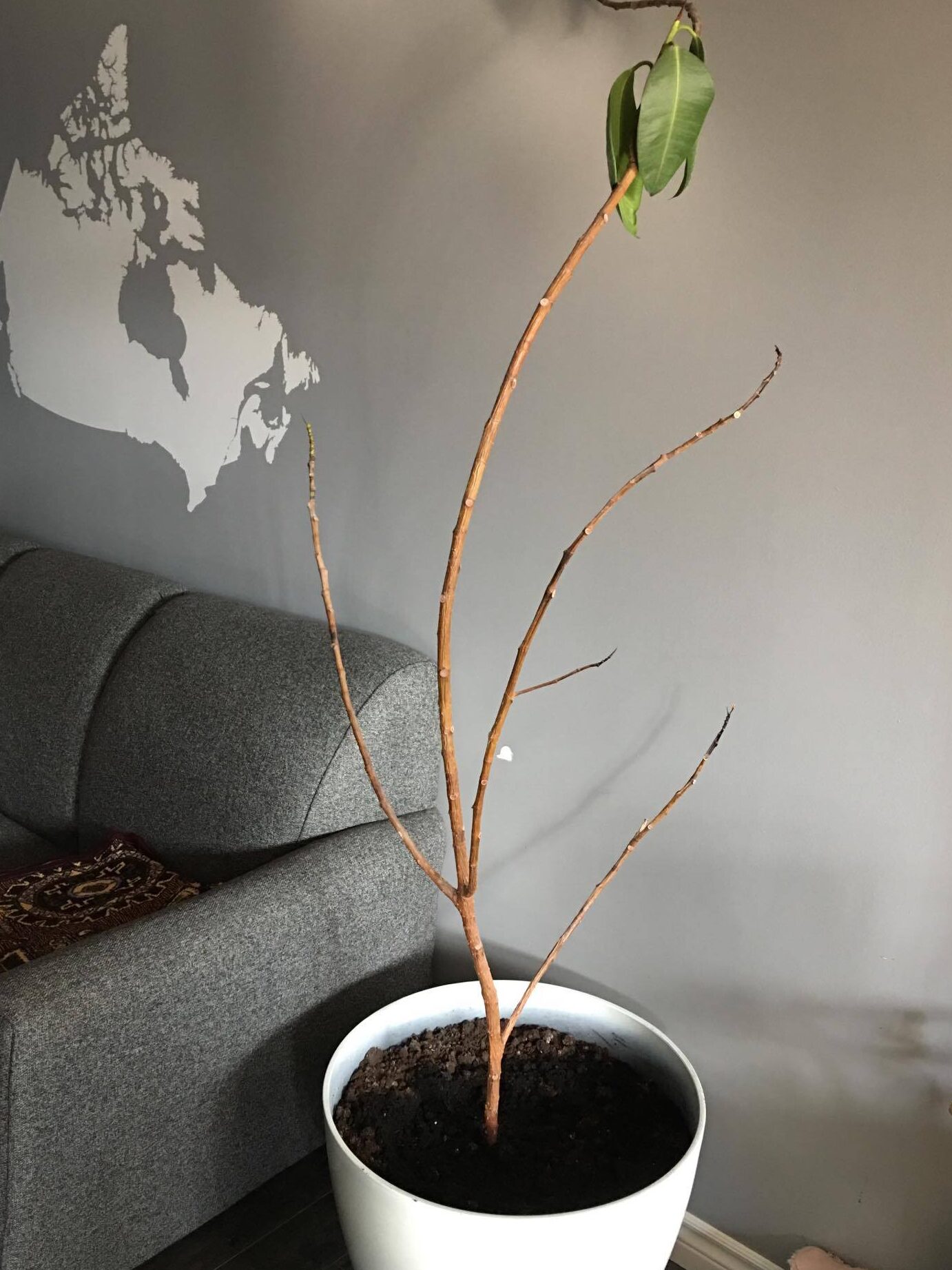 árboles - ¡¡¡Mi planta de caucho perdió todas sus hojas!!!