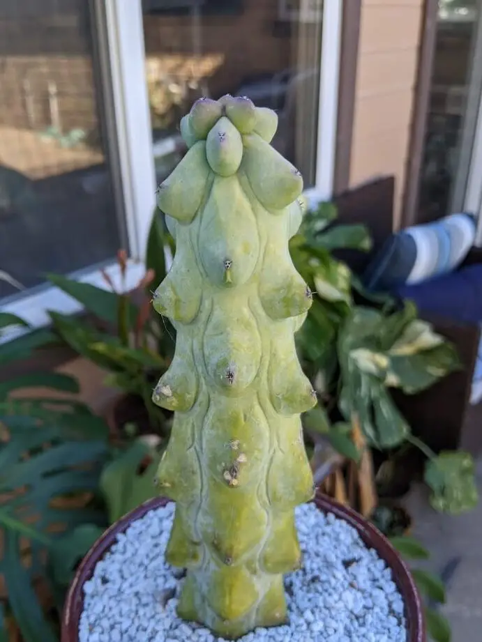 Diario de cuidados: El Cactus Titty, o Myrtillocactus geometrizans var...