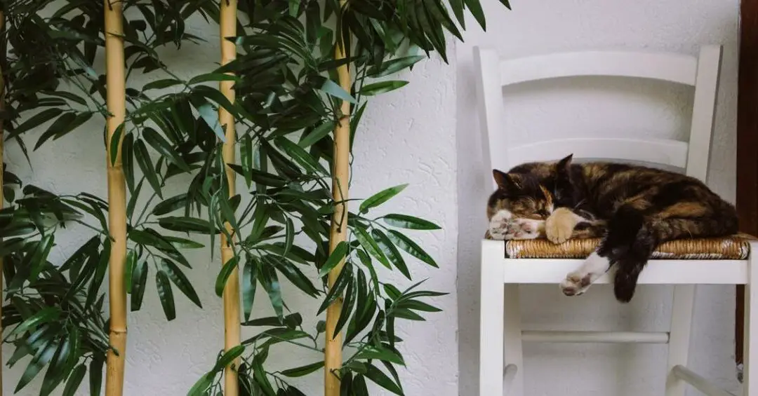 ¿Es el bambú tóxico para los gatos?