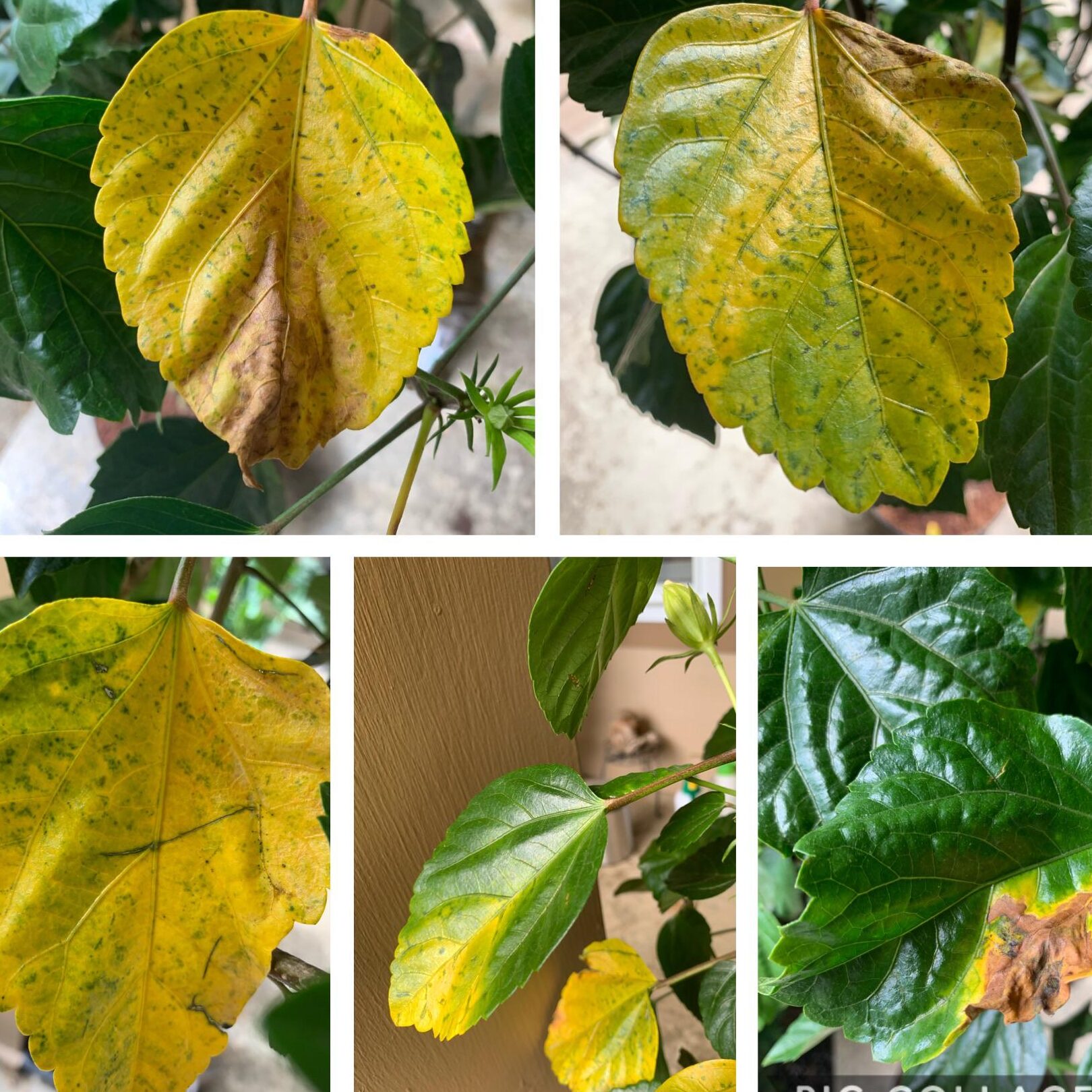 ¿Por qué está triste mi hibisco?