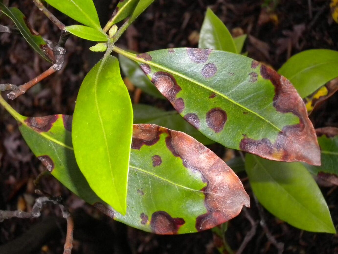 ¿Por qué las hojas de mi laurel de montaña son marrones? Razones para las hojas marrones...