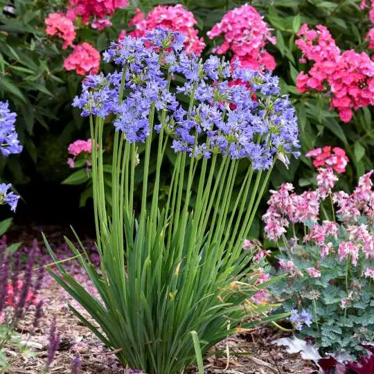 Variedades y cuidados de plantas de Agapanthus |