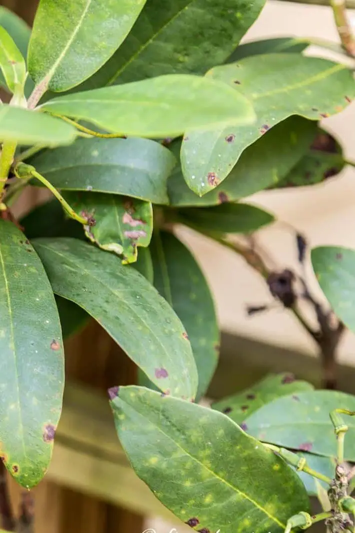 Problemas con los rododendros: ¿Qué le pasa a mi rododendro?