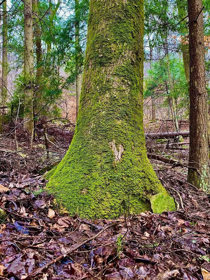 Moss merece una mirada más cercana - Claiborne Progress |