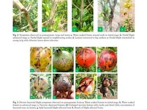 a) Un árbol de sasafrás infectado que muestra ramas muertas con síntomas...
