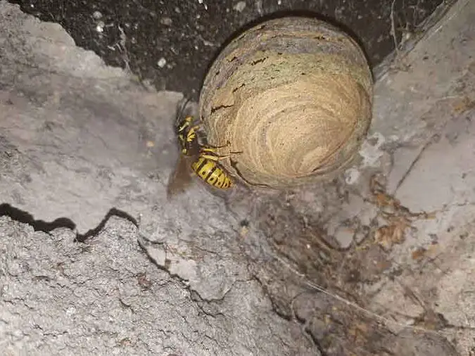 Cómo detectar un nido de avispas activo y qué hacer al respecto