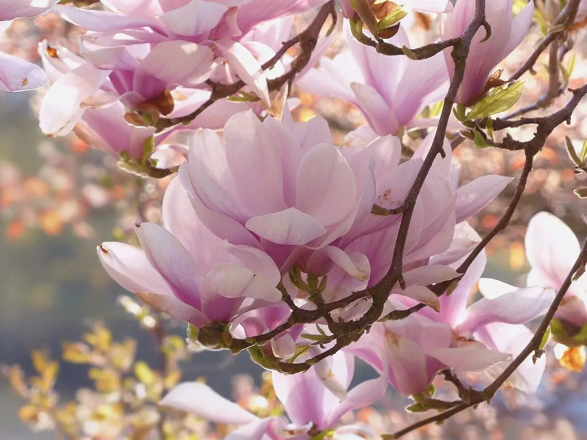 Datos sobre el árbol de magnolia en flor |