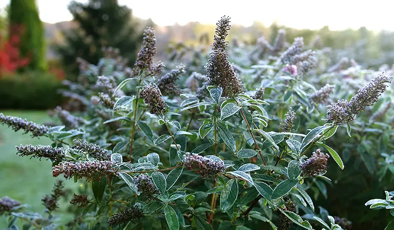 Serie de preguntas respondidas: Arbusto de mariposas (Buddleia)