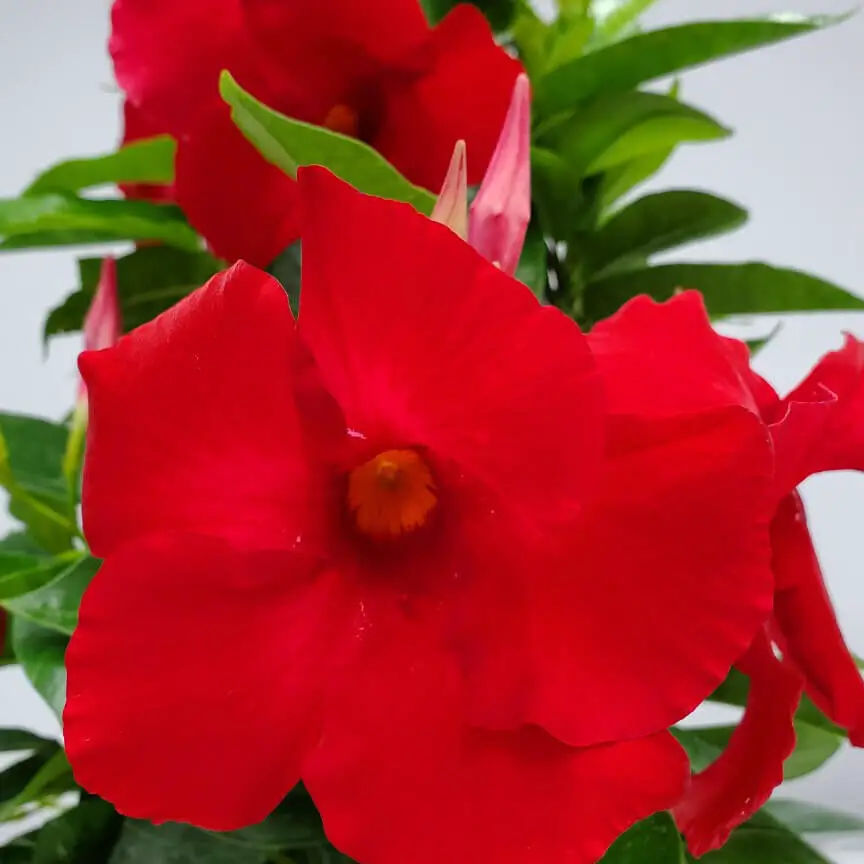Cesta colgante Mandevilla roja a la venta |
