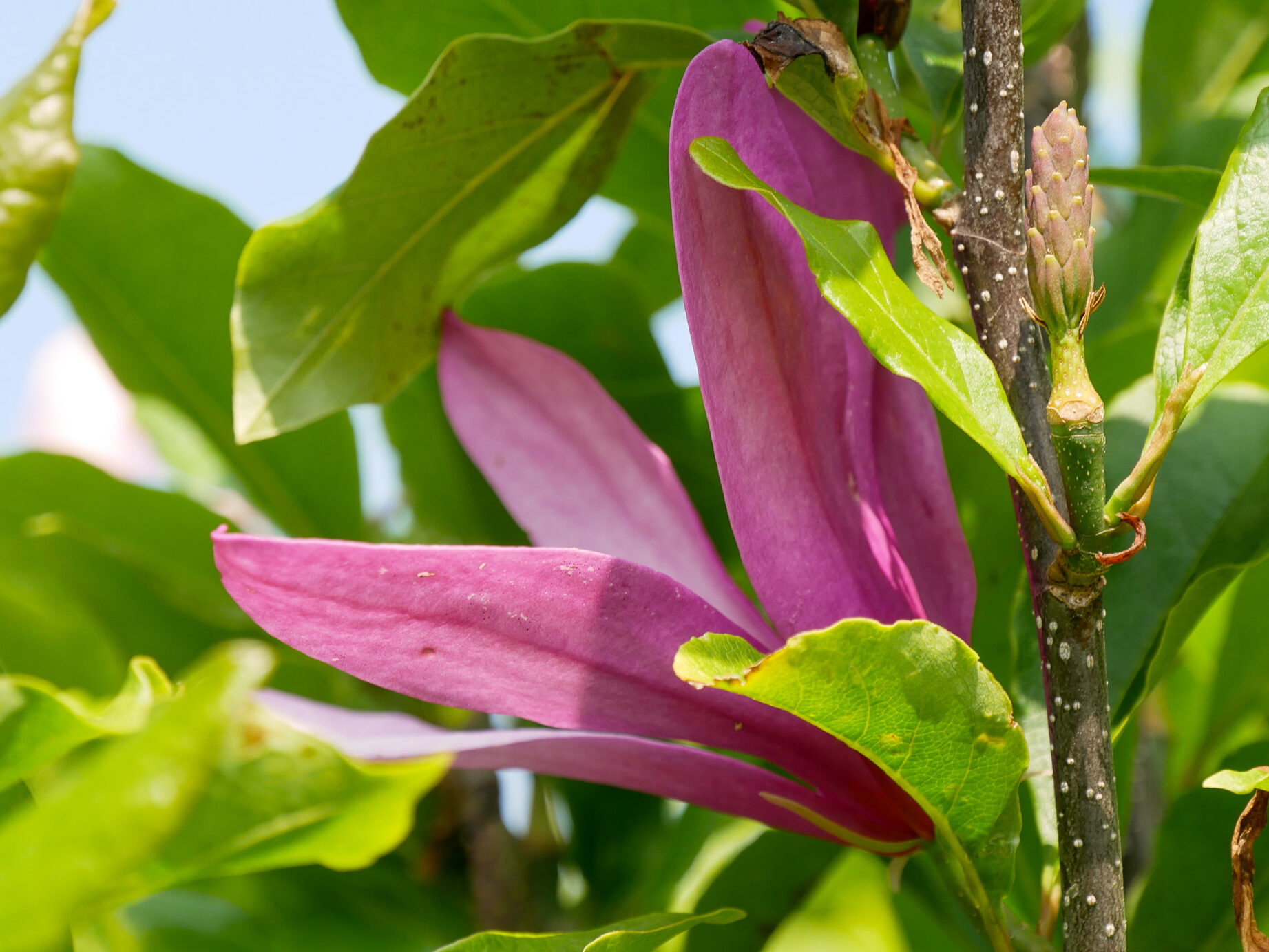 Magnolia 'Susan' |