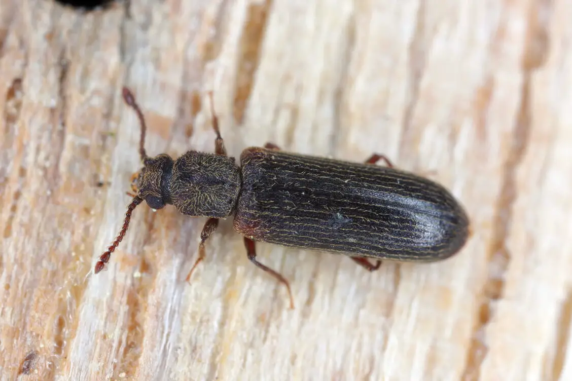 Deshazte de esos pequeños insectos negros en tu casa cerca de las ventanas...