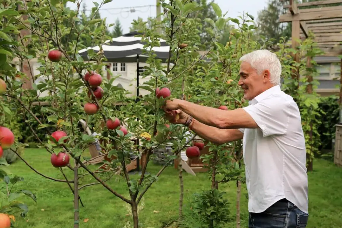 Pequeños huertos y árboles frutales en macetas: granjero moderno