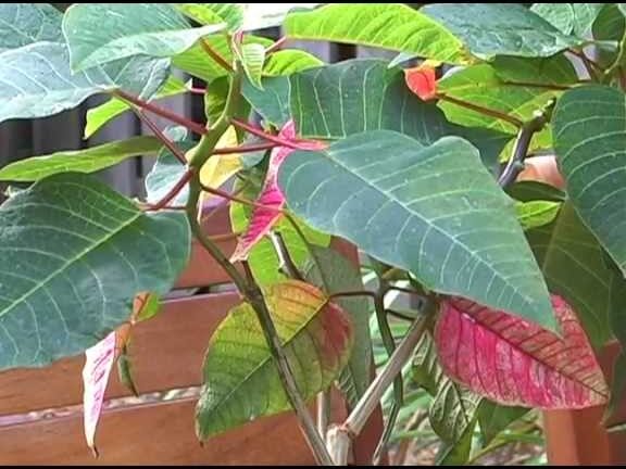 Plantas de flor de pascua de verano