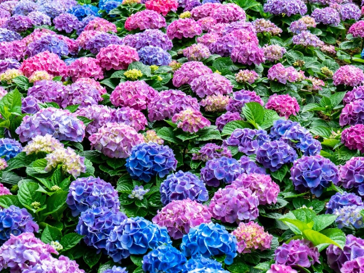 Una guía de hortensias para contratistas paisajistas de Tennessee