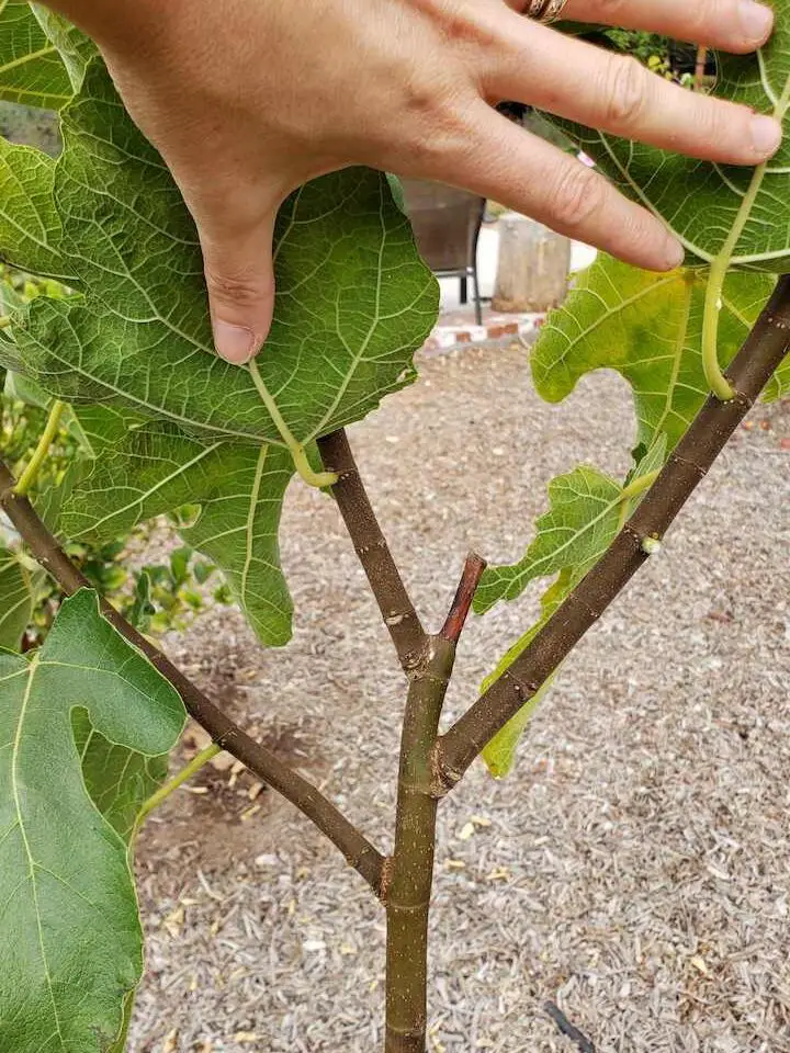 Cómo cultivar higueras: variedades, plantación, cuidado y cosecha ...