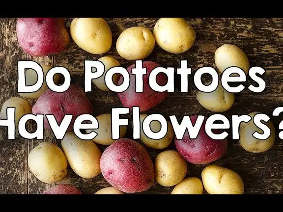 ¿Las patatas tienen flores?