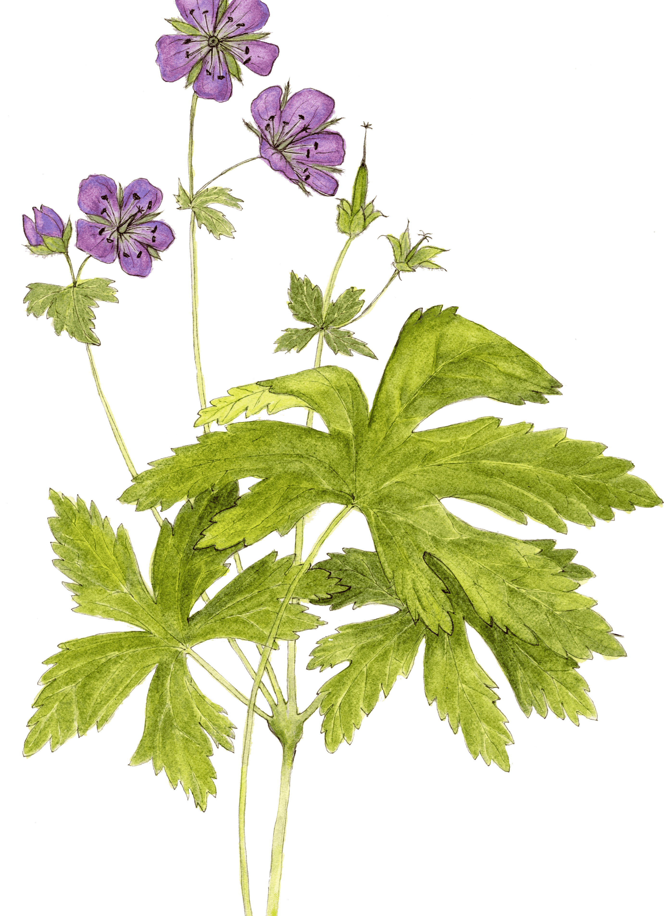 Flor silvestre del año 2020 Geranio silvestre (Geranium maculatum...