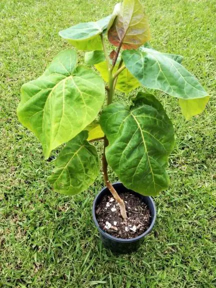Tomate de árbol: las hojas del árbol de tamarillo se vuelven amarillas (causas y ...