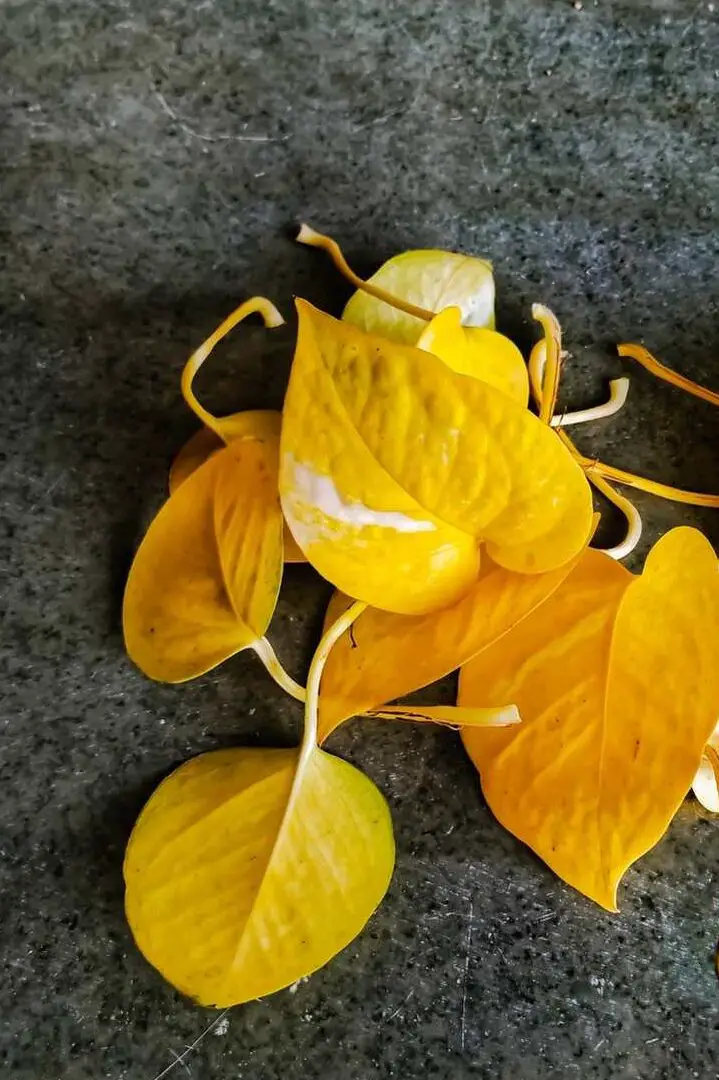 8 razones por las que las hojas de potos se vuelven amarillas - Growfully