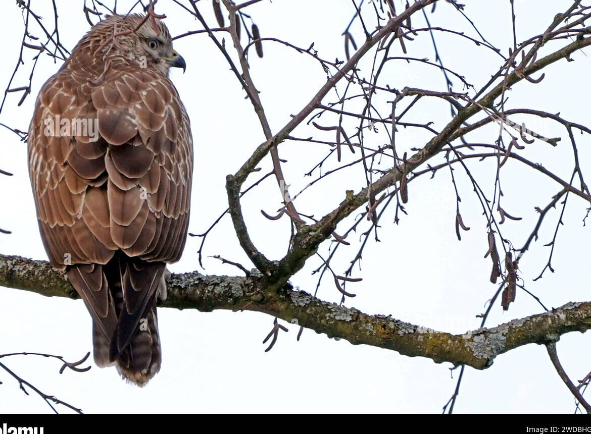 Nuevas aves rapaces conocidas - Escuela Alemana, (siglo XIX) como arte...