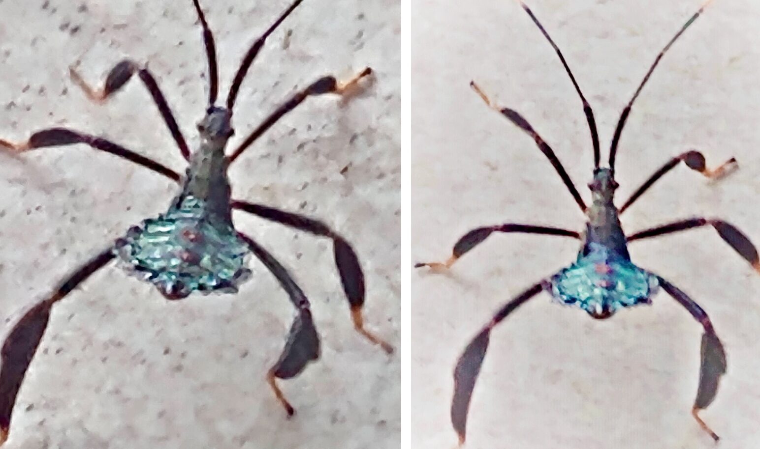 Identificación de insectos