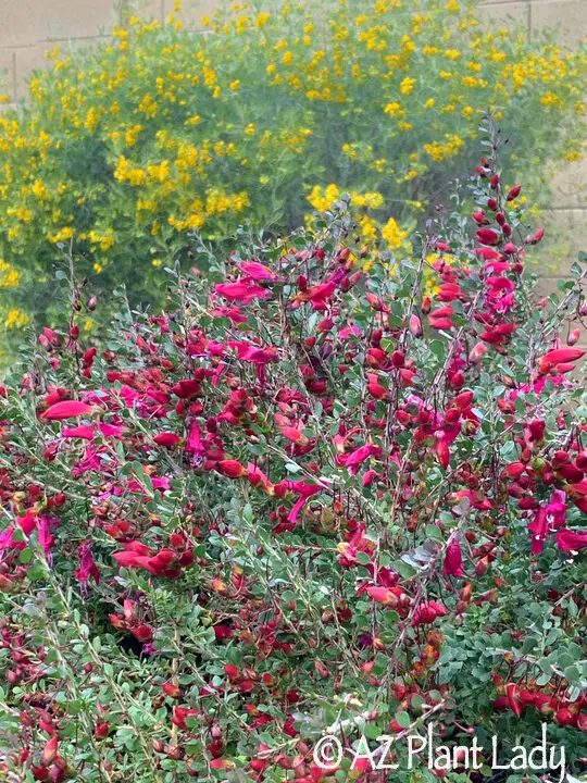 Archivos de casia emplumada - Jardinería del desierto 101