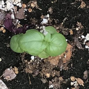 Albahaca Dolce Fresca en el centro de atención |