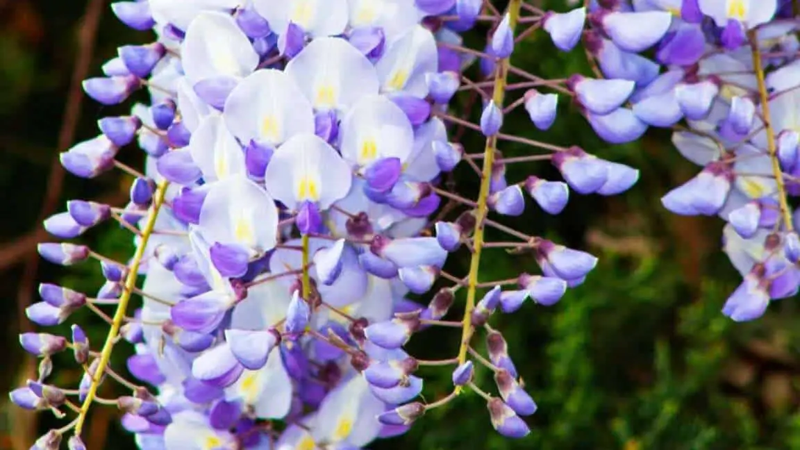 Cómo plantar, cultivar y cuidar adecuadamente un árbol de glicina