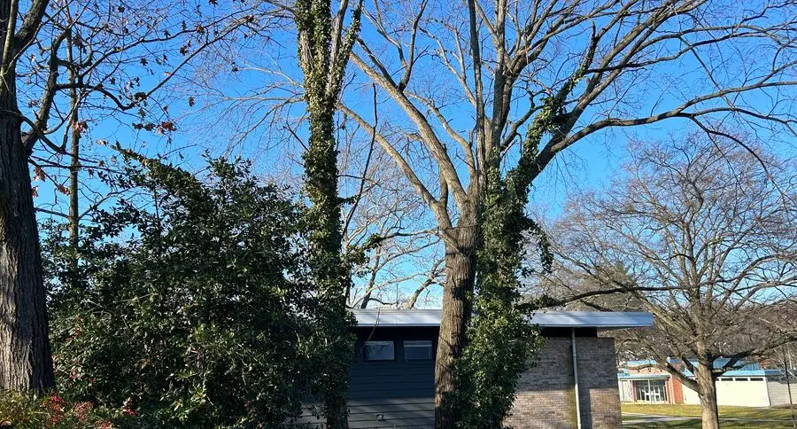Eliminemos la hiedra inglesa de nuestros árboles - Greenbelt Online