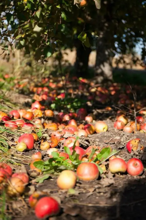 Cómo hacer que un granado dé frutos |