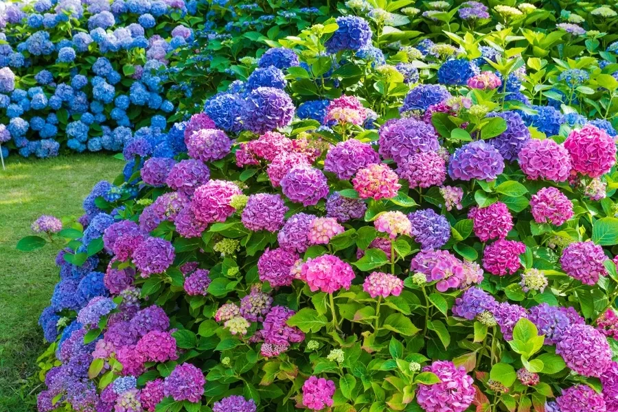 12 razones por las que tu hortensia no florece y cómo solucionarlo
