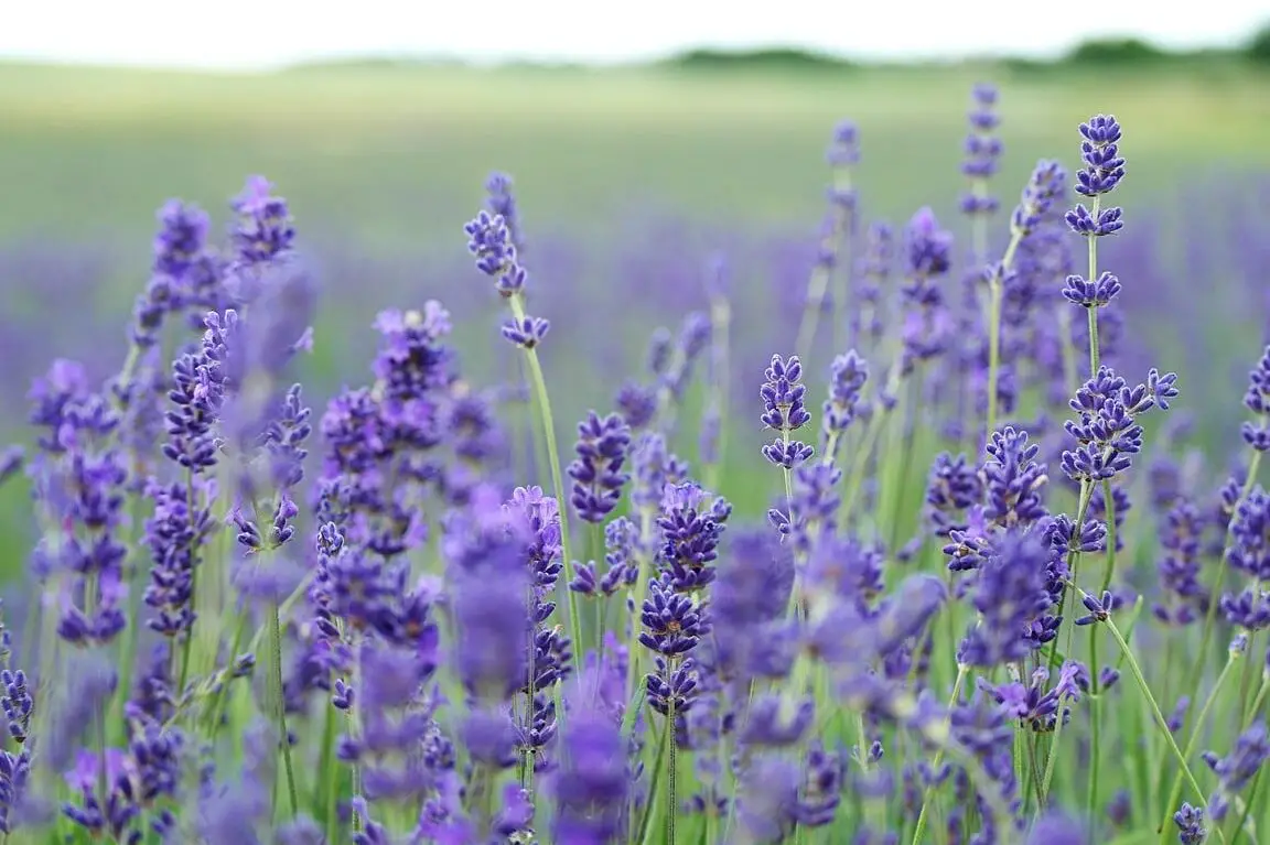 ¿La lavanda es tóxica para los gatos?