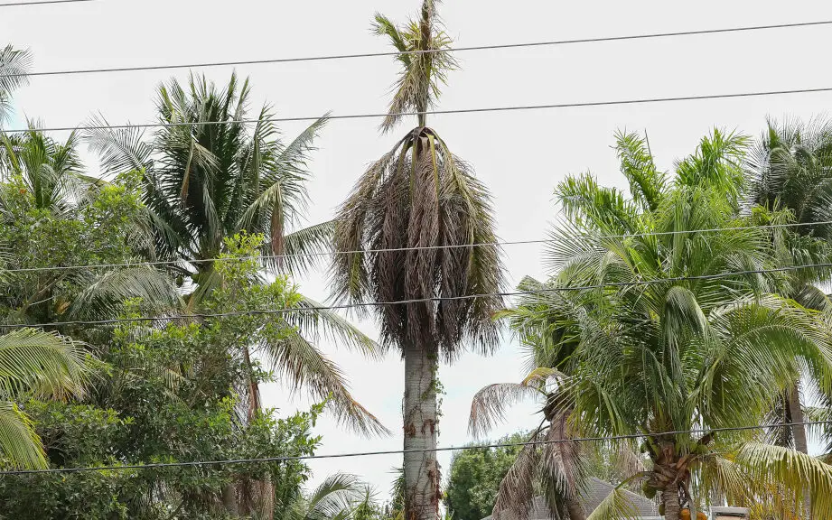 ¿Qué le pasa a mi palmera?