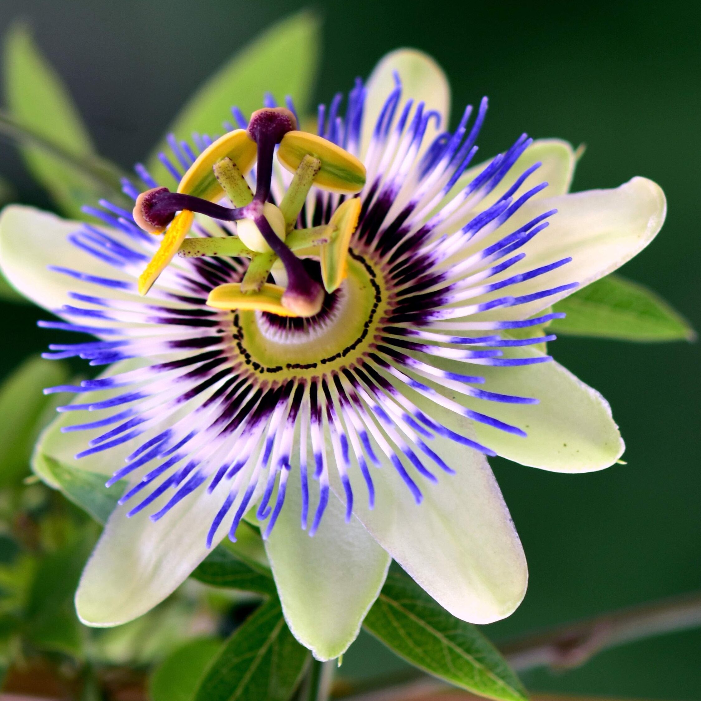 Outsidepride 100 semillas perenne Passiflora Caerulea Passion Flower Semillas para plantar