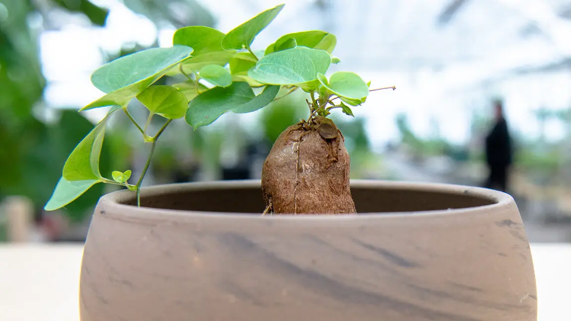 Planta de pie de elefante |