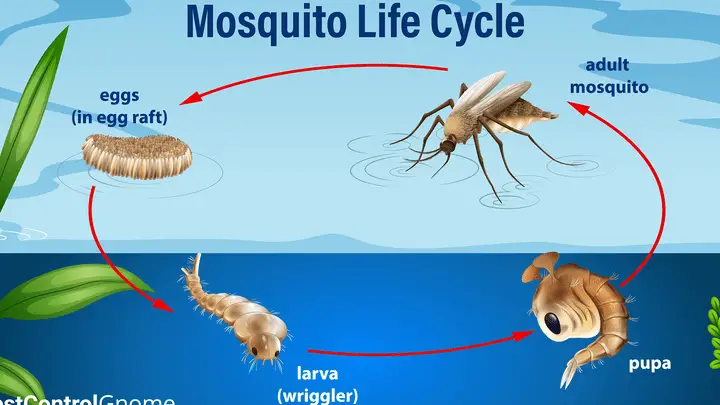 ALERTA DE ESPECIES INVASORAS