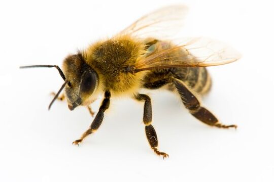 ¿Qué les sucede a las abejas y avispas por la noche?