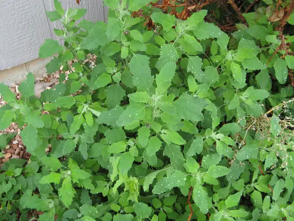 Harina de pata de ganso germinada |