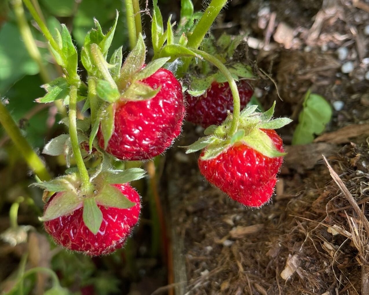La guía completa para cultivar excelentes fresas en Alberta y el...